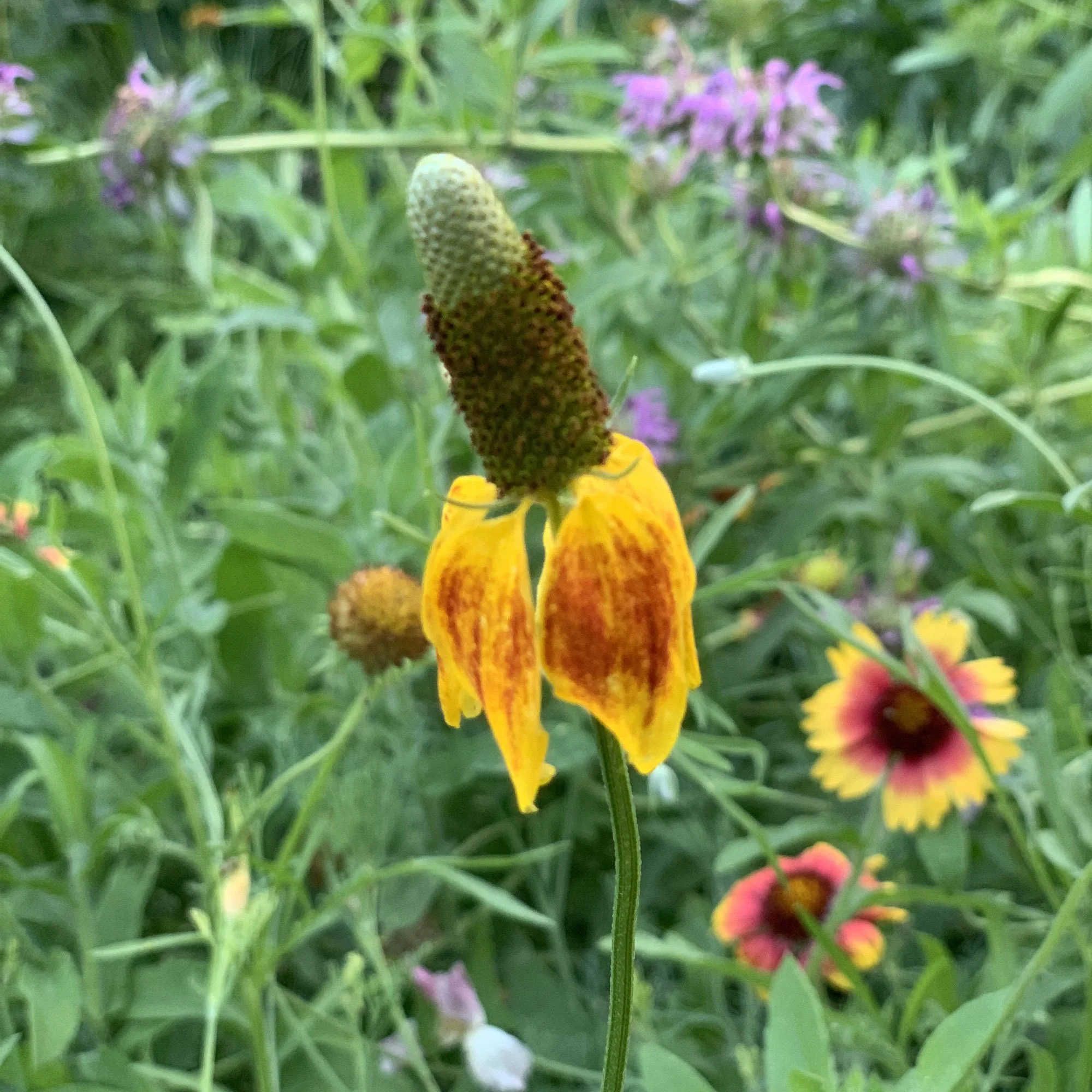 Texas Forever Wildflower Mix — Joy Max Jardín
